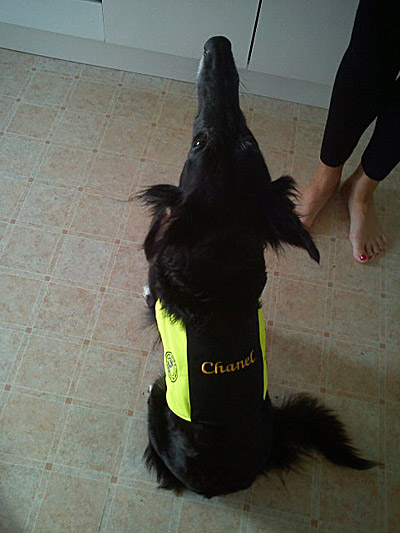 Chanel - första Silken Windhound som är certifierad rehabhund