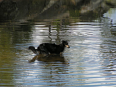 silken-swamphound
