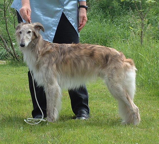 SBIS SuSVK W-03, W-05 Kristull Rowan (Robban) Silken Windhound male